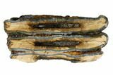 Mammoth Molar Slice With Case - South Carolina #99528-1